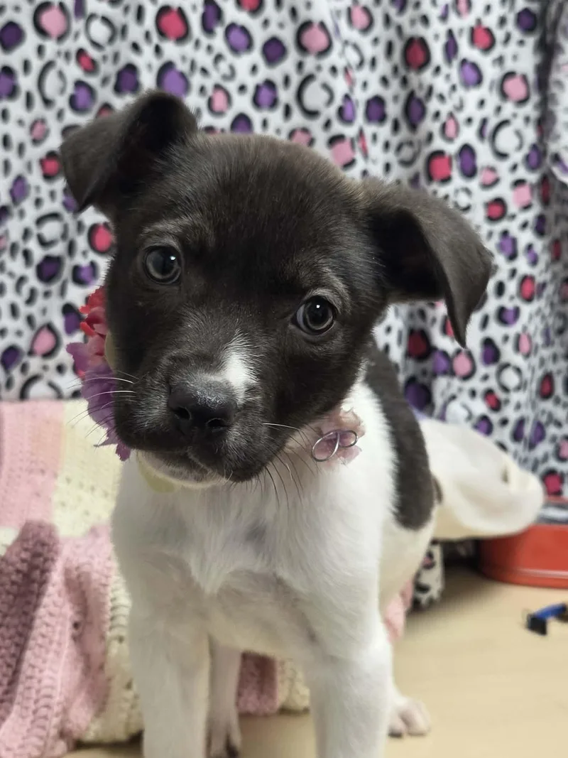 Burrata The Lab Mix thumbnail 5