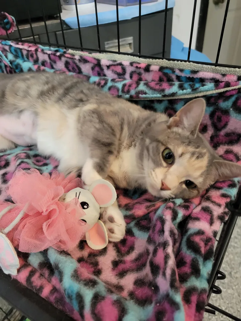 Sugarplum thumbnail 2