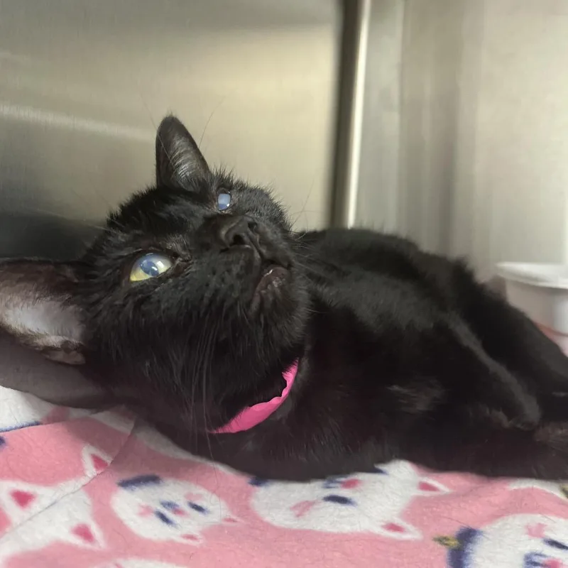 Ms. Noir thumbnail 2