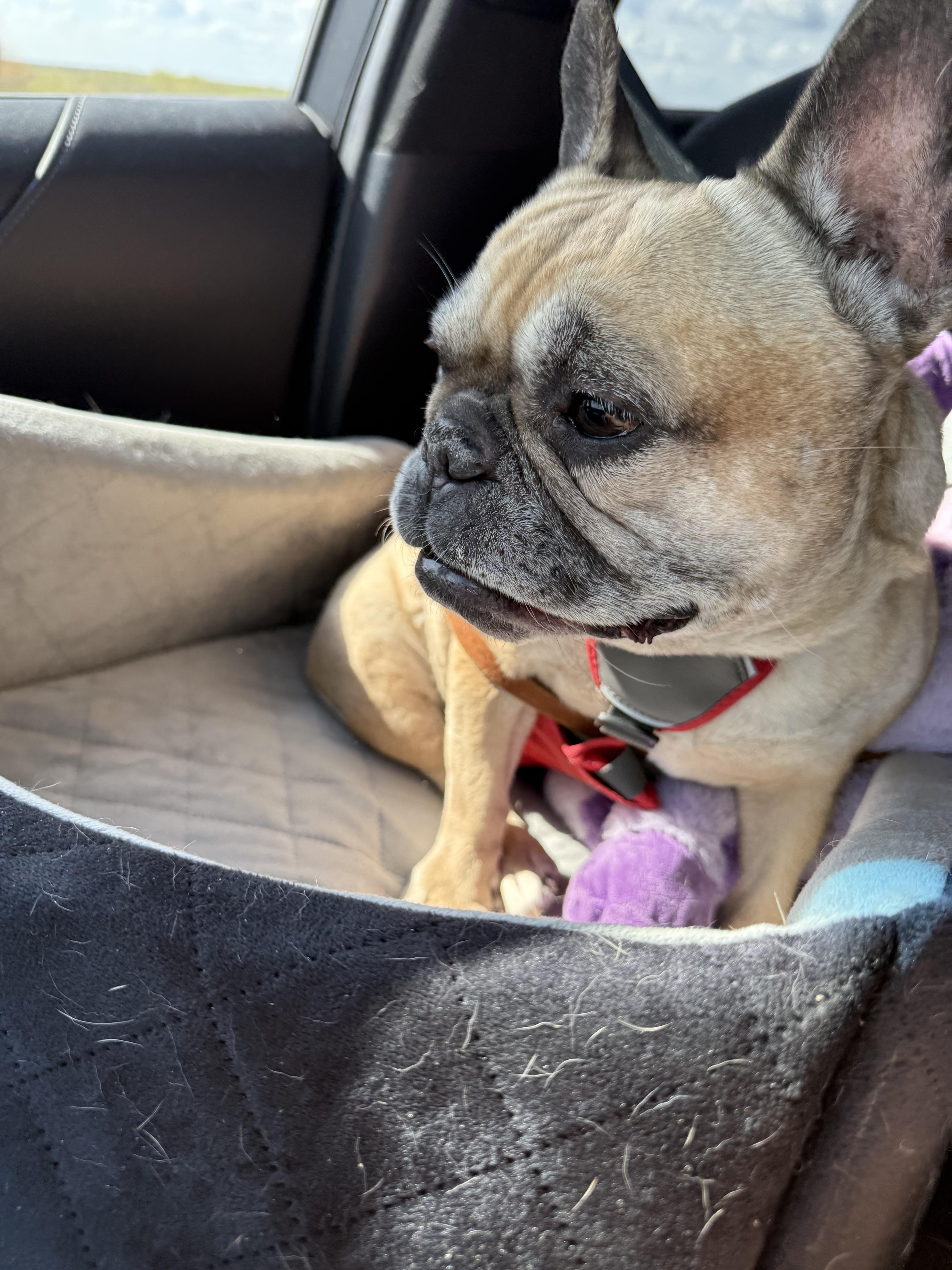 Zara Aka Binky Binx thumbnail 3