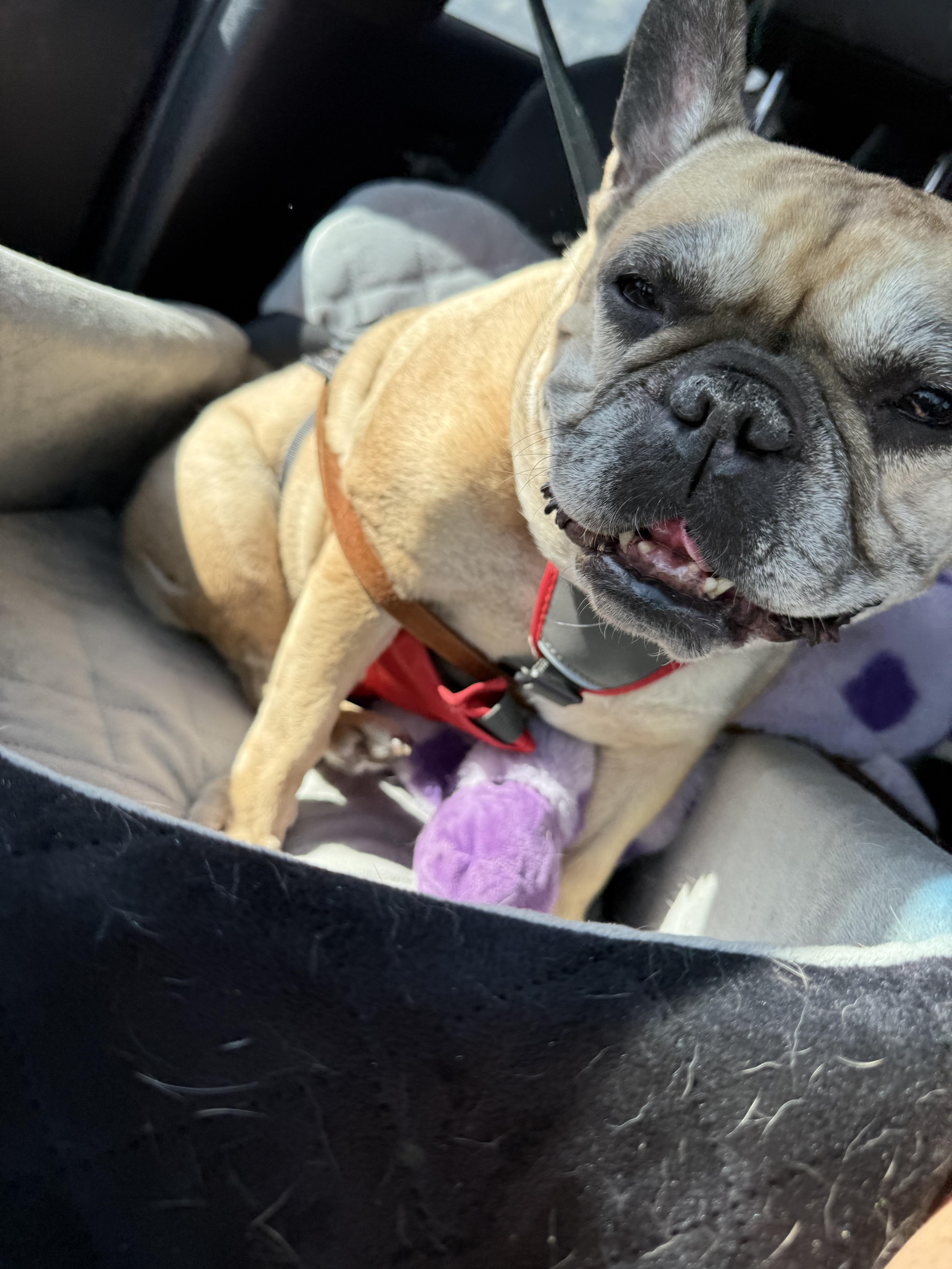 Zara Aka Binky Binx thumbnail 6