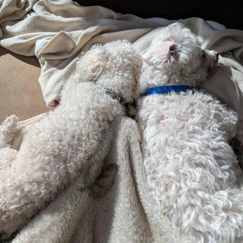 A senior small-sized male Bichon Frise dog named Mcgruff for adoption in Crystal, MN