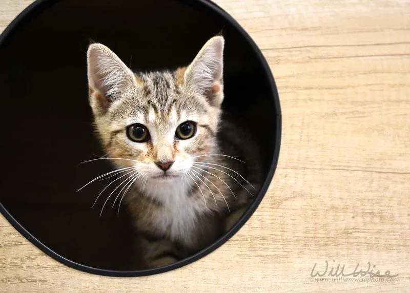 A baby medium-sized female Tabby (Tiger Striped) Domestic Short Hair cat named Moana for adoption in Monroe, GA