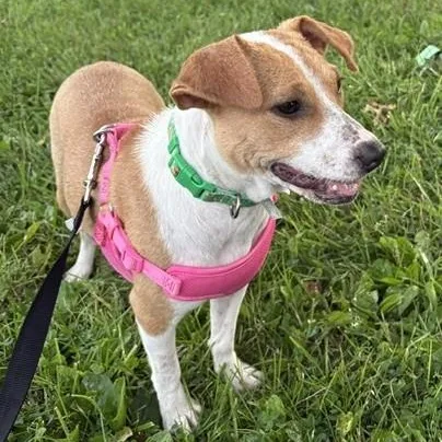 A young small-sized female Jack Russell Terrier dog named Lorelai for adoption in Abington, PA