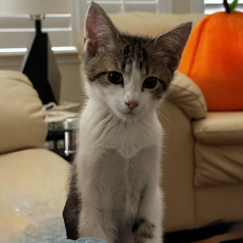 A baby small-sized male Brown / Chocolate Domestic Short Hair cat named Xavier for adoption in Commerce City, CO