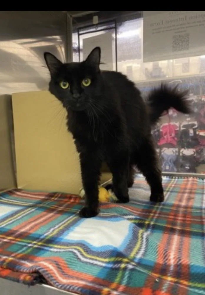 An adult medium-sized female Black Domestic Short Hair cat named Sage for adoption in Lafayette, CO