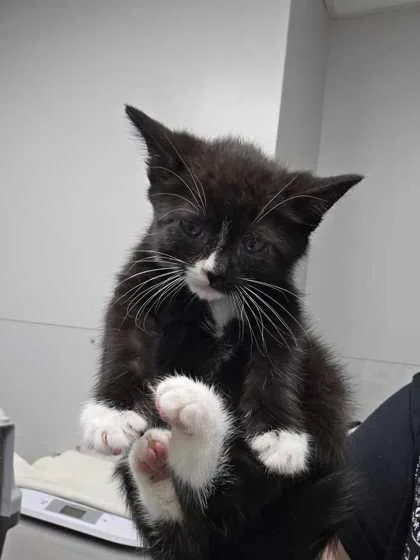 A baby small-sized male Domestic Medium Hair cat named Louie for adoption in Sevierville, TN