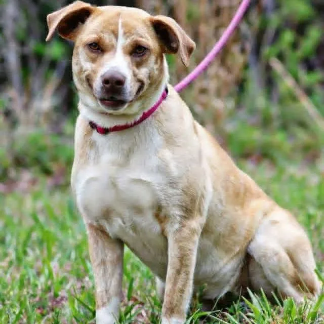 An adult medium-sized female Yellow / Tan / Blond / Fawn Mixed Breed dog named Nellie for adoption in Rocky Mount, VA