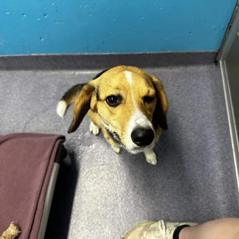An adult small-sized female Brown / Chocolate Mixed Breed dog named Dolly for adoption in Edwardsville, IL