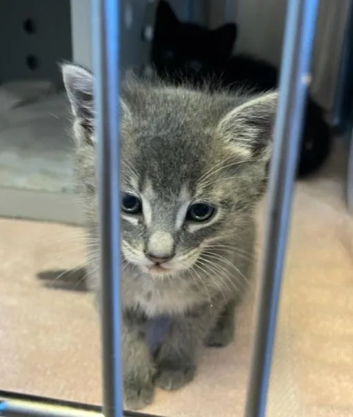 A baby small-sized male Domestic Short Hair cat named Pebble for adoption in Palo Alto, CA
