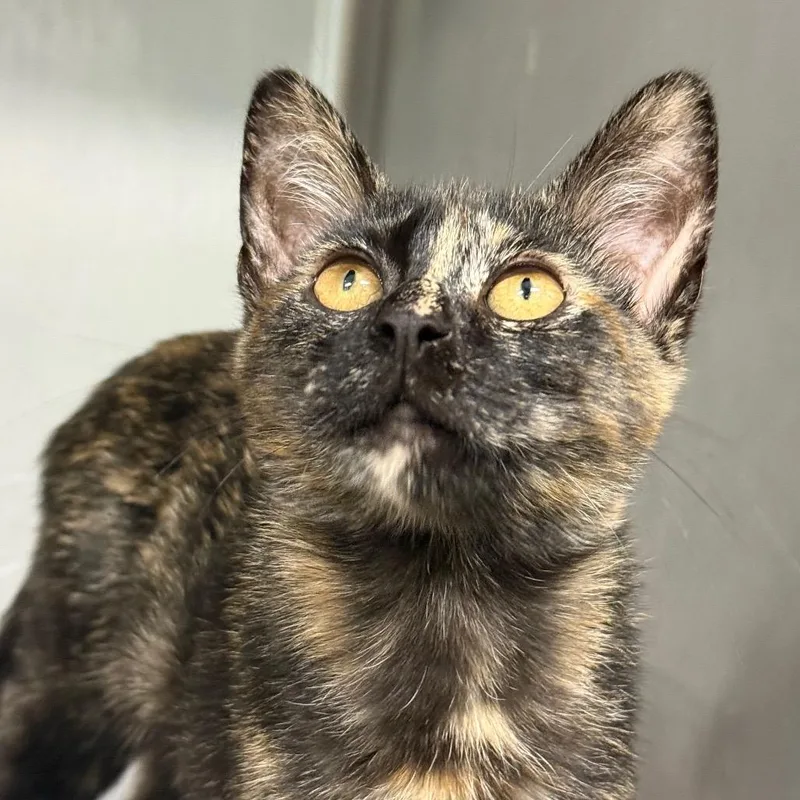 A baby small-sized female Tortoiseshell Domestic Short Hair cat named Lava Girl for adoption in Lauderhill, FL