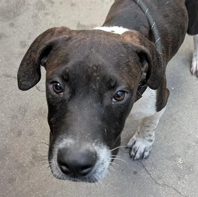 A young small-sized male Pit Bull Terrier dog named Rupert for adoption in Tucson, AZ