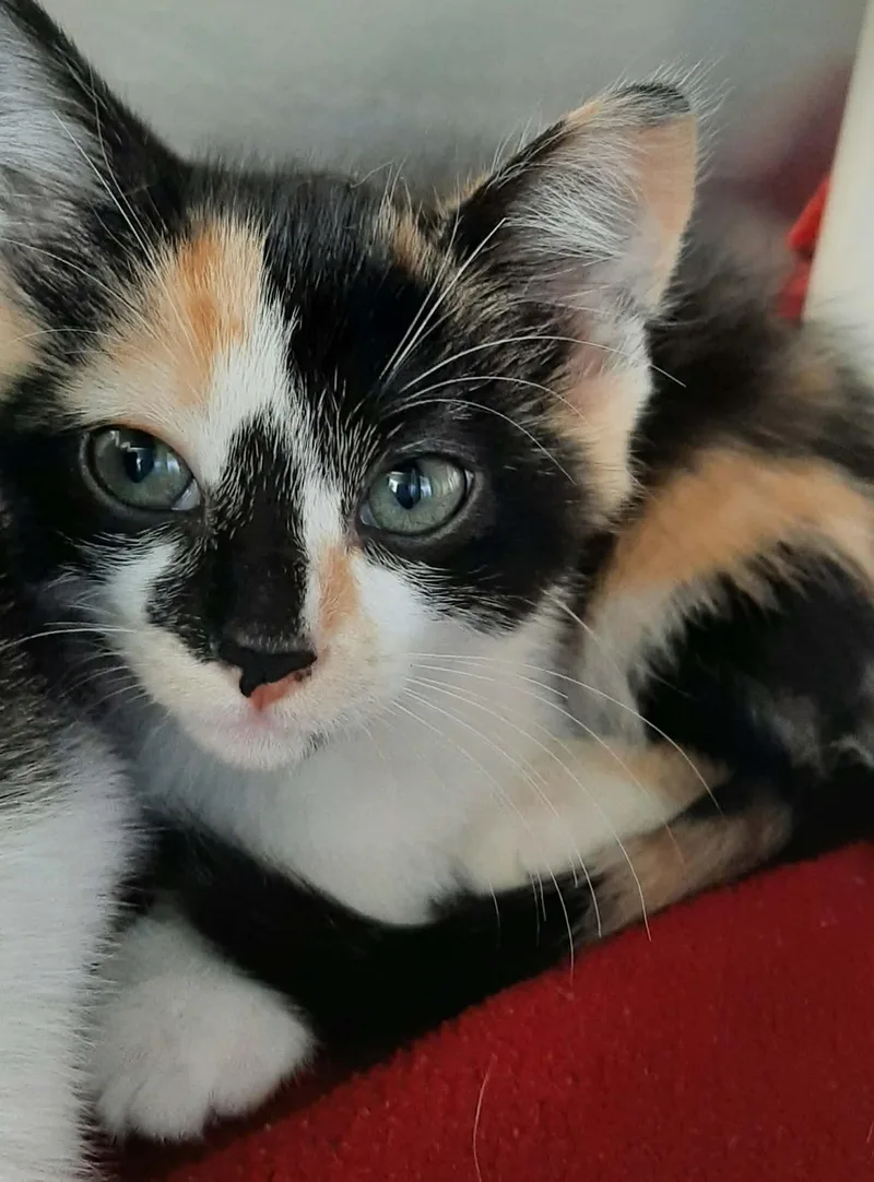 A baby medium-sized female Calico Ragdoll cat named Finch for adoption in Georgetown, OH