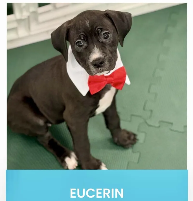 A baby medium-sized female Black American Staffordshire Terrier dog named Eucerin for adoption in Monson, MA