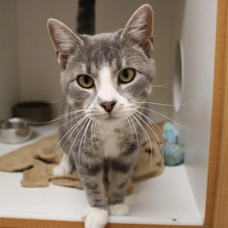 A young medium-sized male Gray / Blue / Silver Domestic Short Hair cat named Chuck for adoption in Champaign, IL