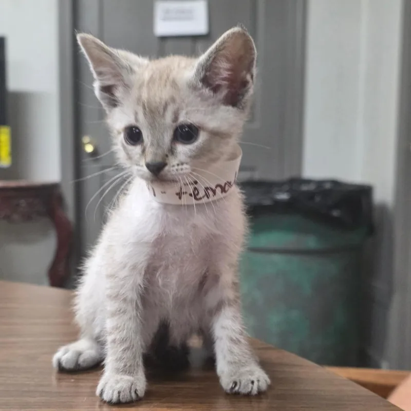 A baby small-sized female White Domestic Short Hair cat named Blossom for adoption in Clanton, AL