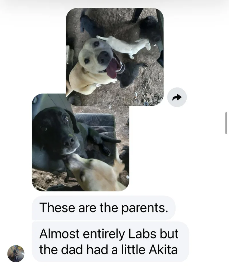 Pistacio thumbnail 2