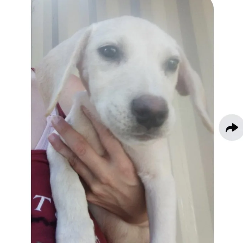 Pistacio thumbnail 3