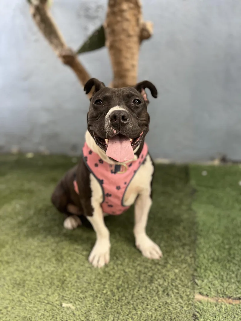 Sweet Potato thumbnail 4