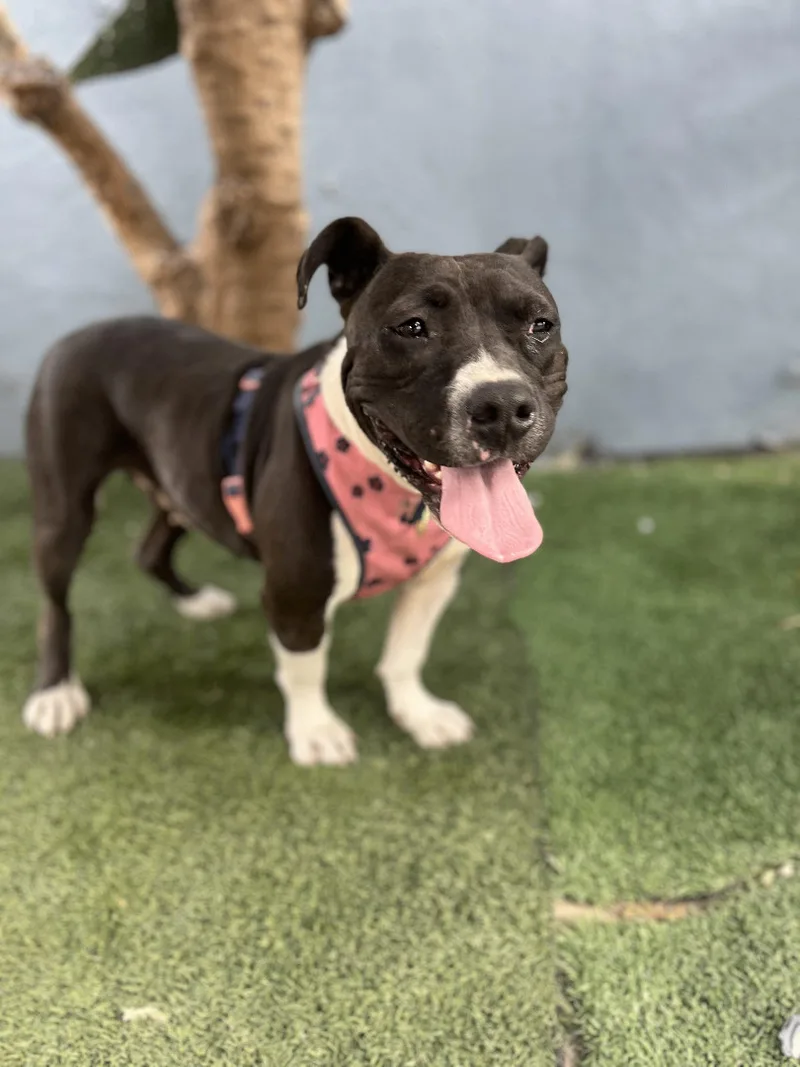 Sweet Potato thumbnail 5