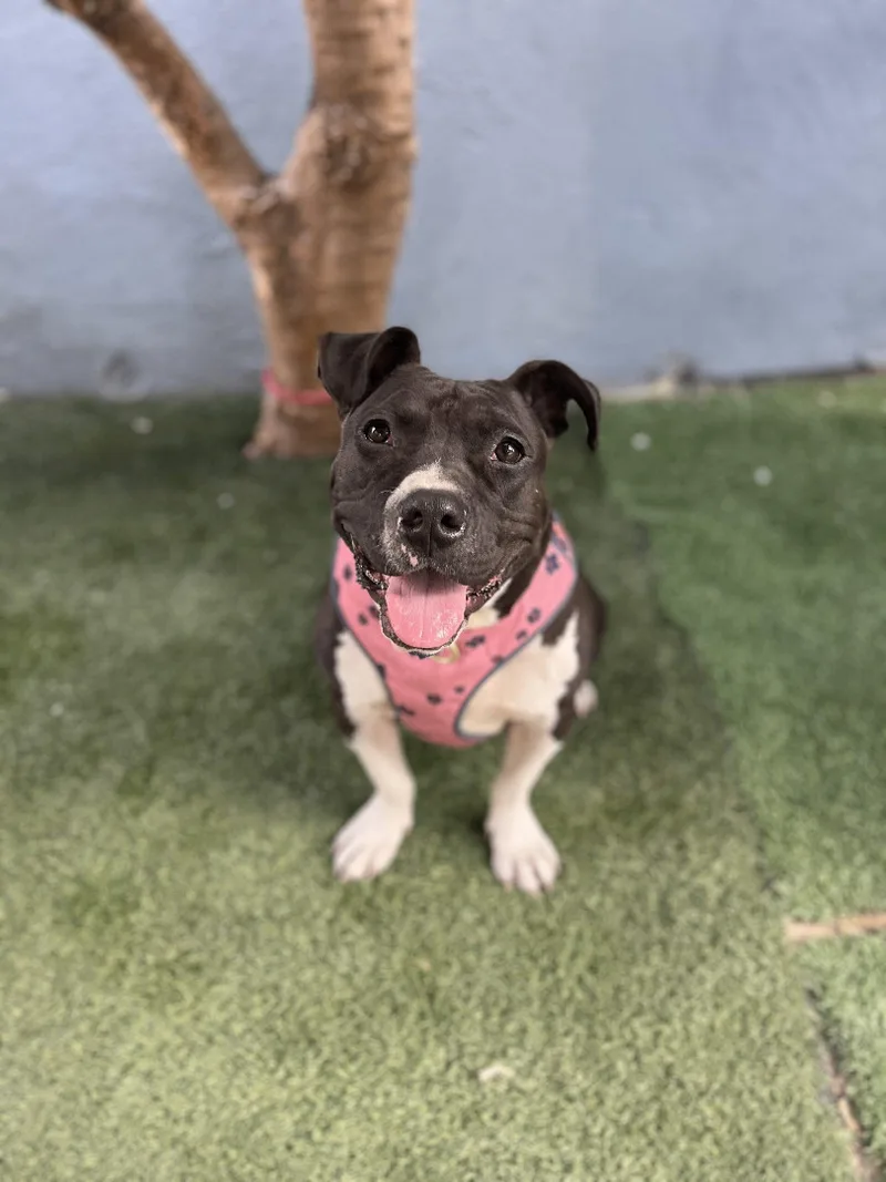 Sweet Potato thumbnail 6