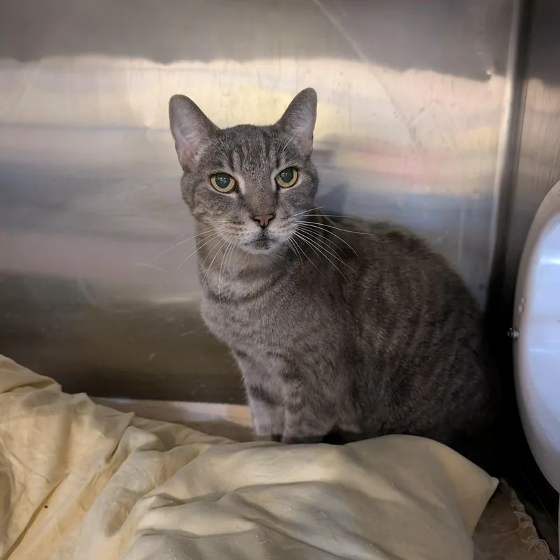 An adult medium-sized male Gray / Blue / Silver Domestic Short Hair cat named Ryder for adoption in West Palm Beach, FL