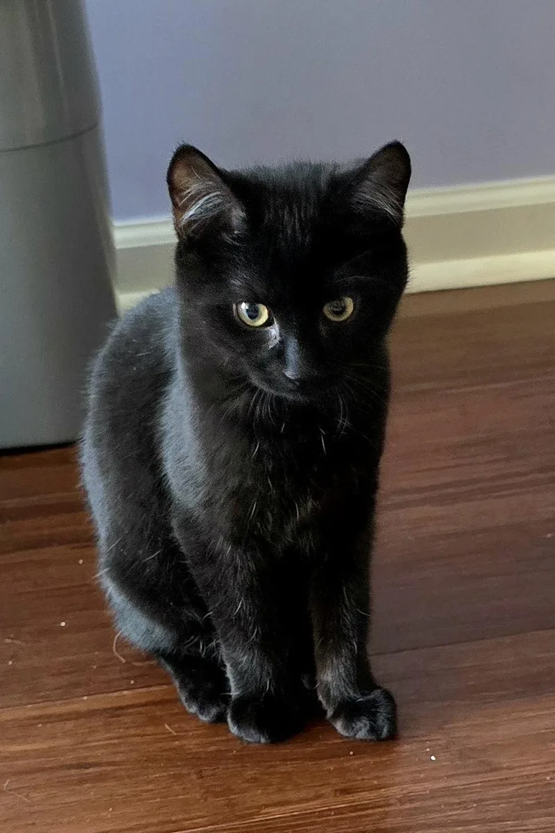 Jet [bonded With Onyx] thumbnail 3