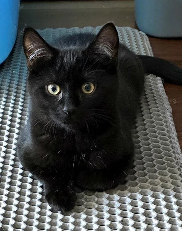 Jet [bonded With Onyx]