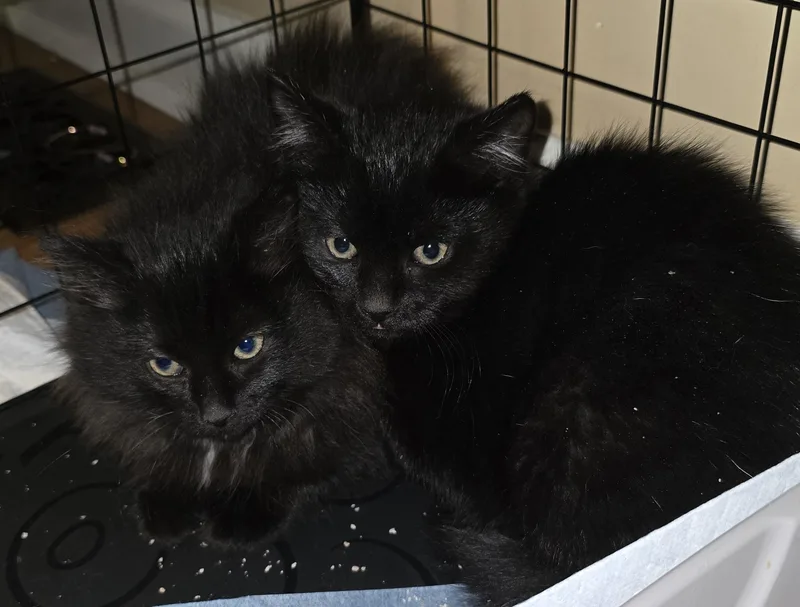 Jet [bonded With Onyx] thumbnail 4