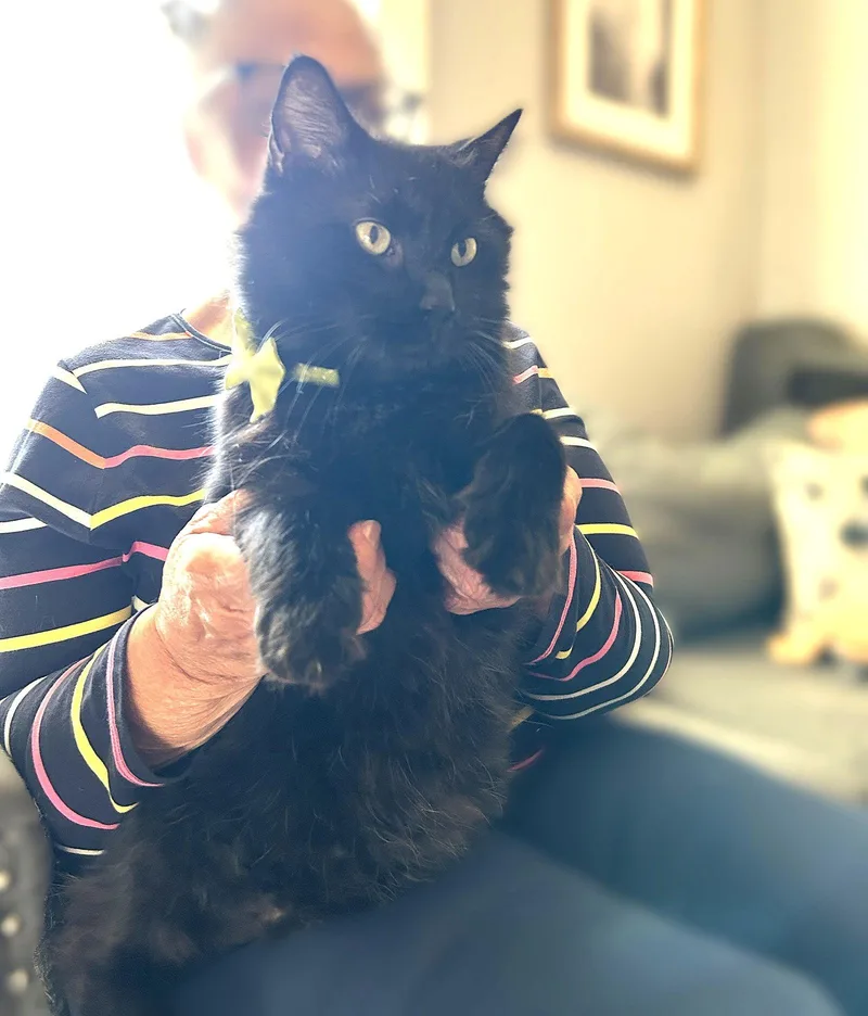 Pedro Pawscal thumbnail 2