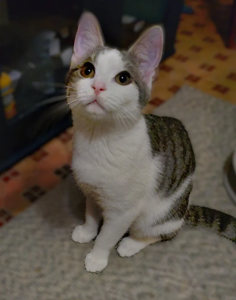 Peppermint thumbnail 2