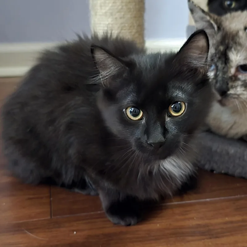 Onyx [bonded With Jet] thumbnail 2