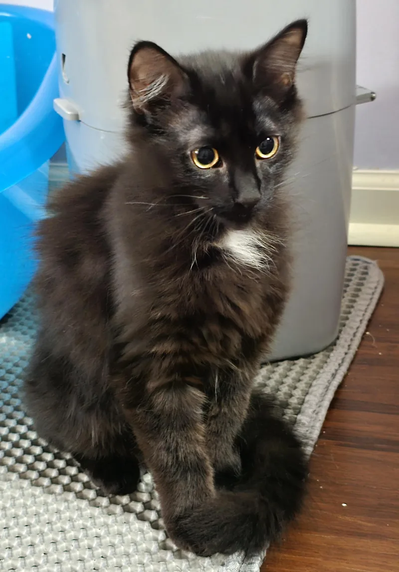 Onyx [bonded With Jet] thumbnail 3