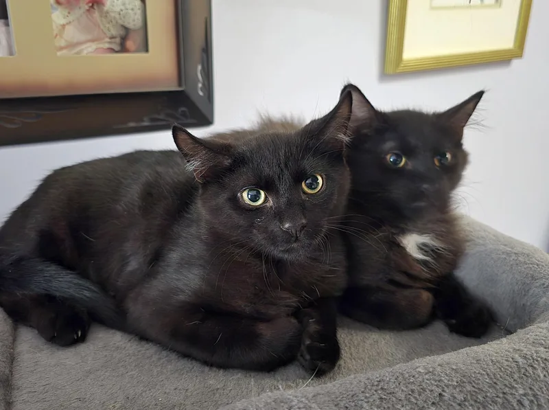 Onyx [bonded With Jet] thumbnail 4