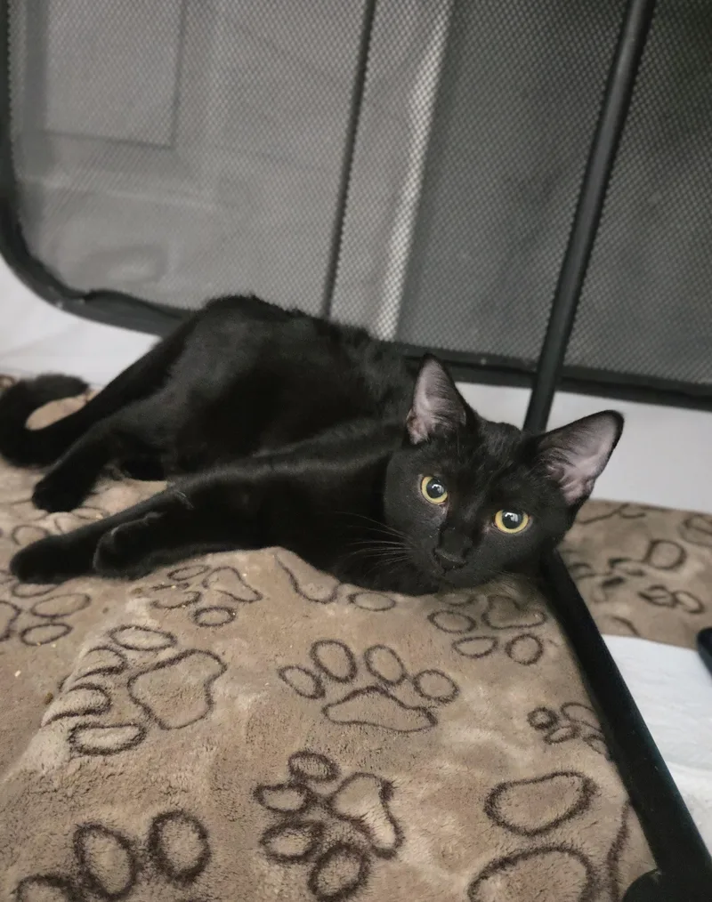 Mortianna thumbnail 4