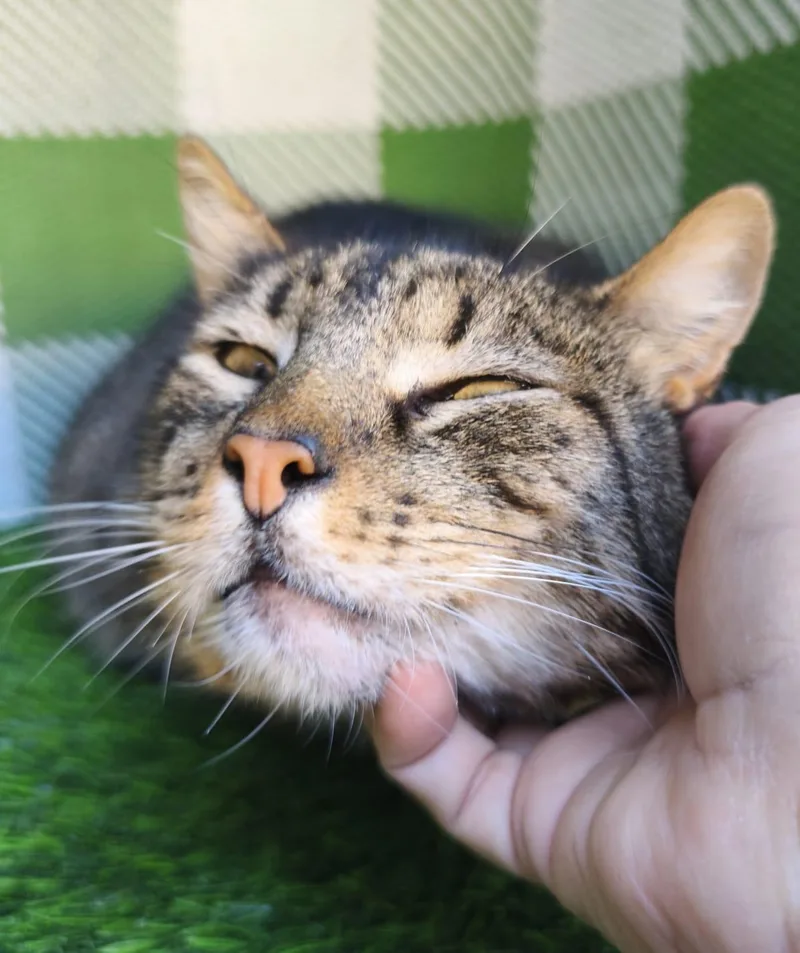 Tom thumbnail 3
