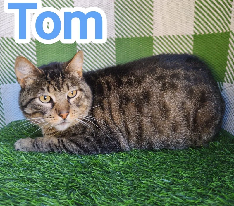 An adult medium-sized male Tabby (Buff / Tan / Fawn) Domestic Short Hair cat named Tom for adoption in Orange, CA