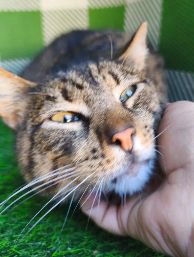 Tom thumbnail 4