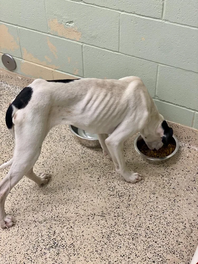 Deja Moo thumbnail 2