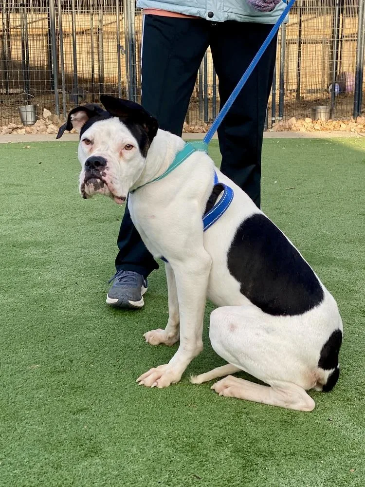 Deja Moo thumbnail 4