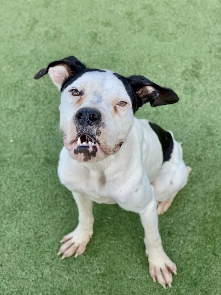 Deja Moo thumbnail 5