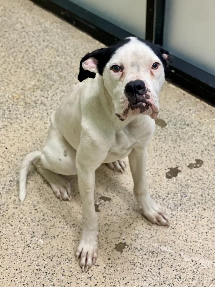 Deja Moo thumbnail 6