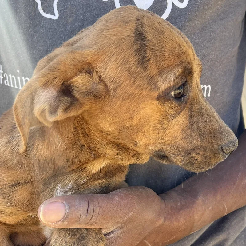 Lennon  Local In thumbnail 2