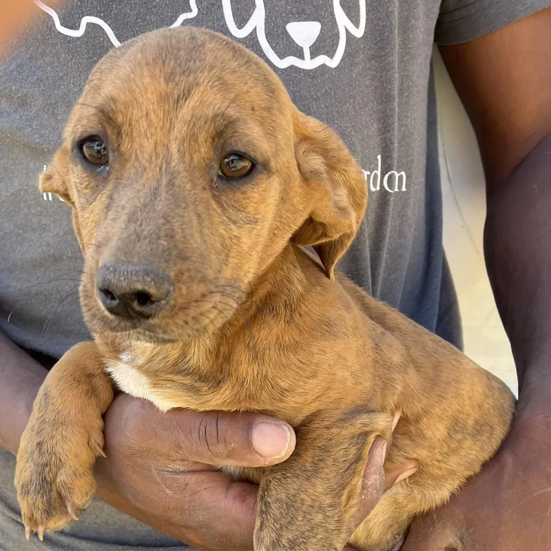 Lennon  Local In thumbnail 3