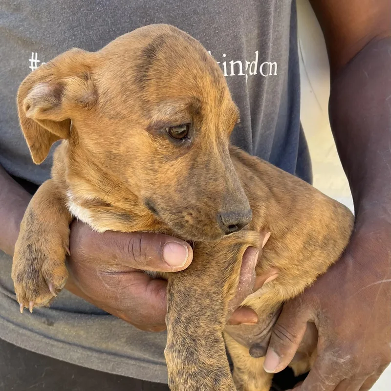 Lennon  Local In thumbnail 4