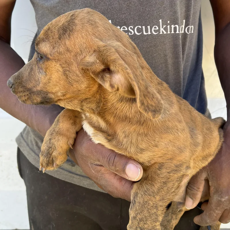 Lennon  Local In thumbnail 5