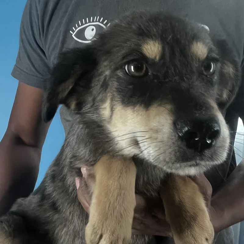 Poncho  Local April thumbnail 2