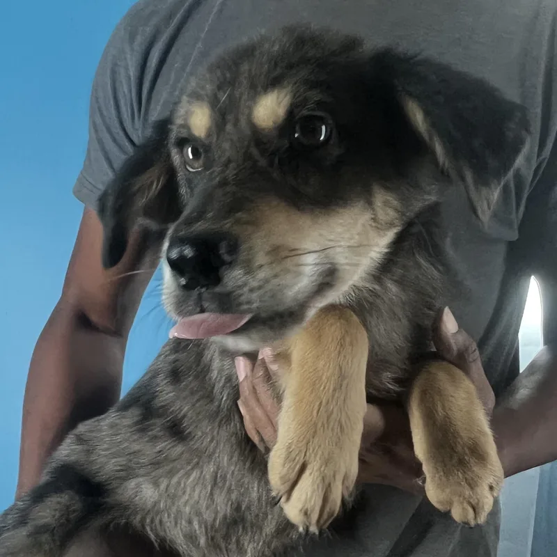 Poncho  Local April thumbnail 3