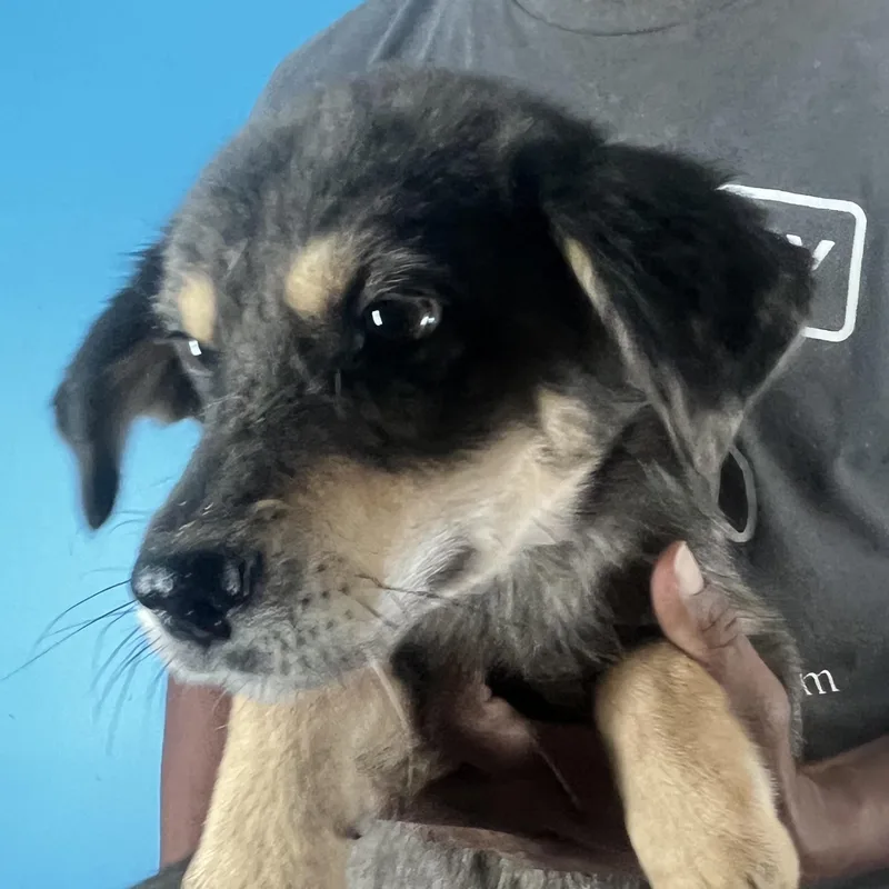 Poncho  Local April thumbnail 4