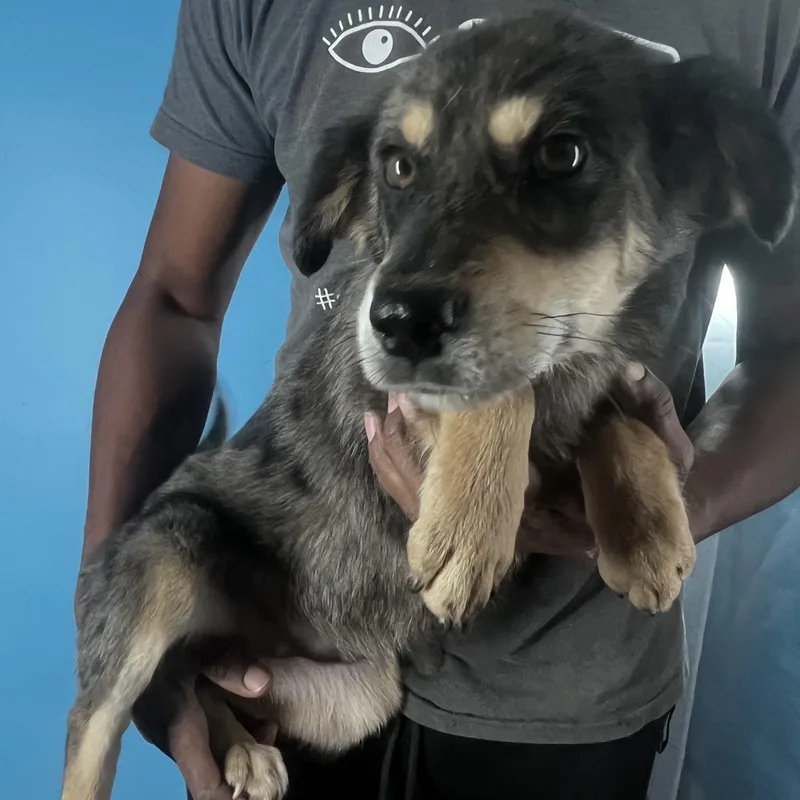 Poncho  Local April thumbnail 5